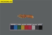 藏品(大螻蛄蝦)的圖片